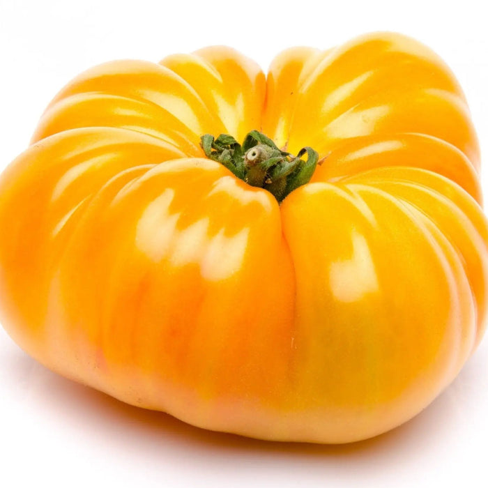 Tomato Seeds - Kentucky Beefsteak - Alliance of Native Seedkeepers - Tomato, Orange