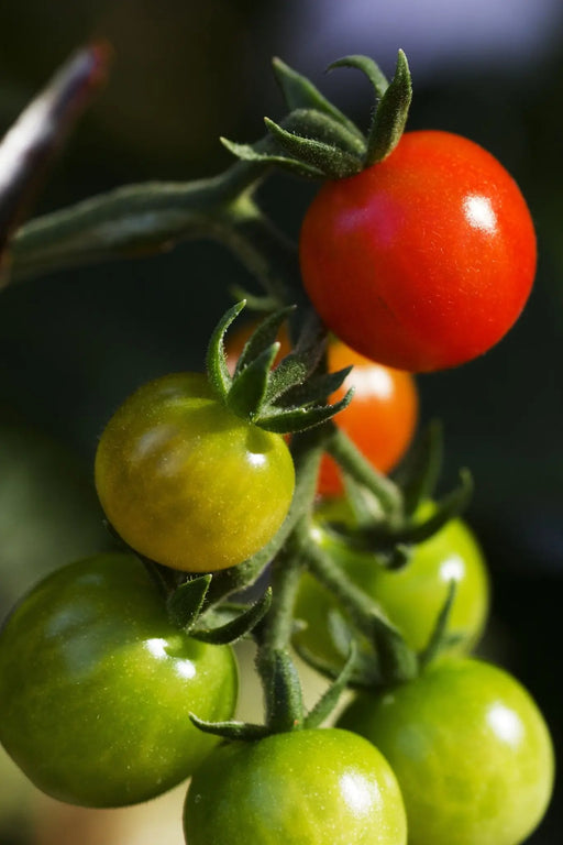 Tomato Seeds - Mexico Midget - Alliance of Native Seedkeepers - Tomato