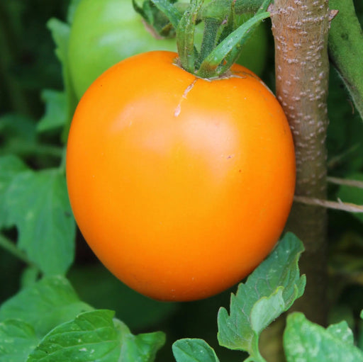 Tomato Seeds - Moonglow - Alliance of Native Seedkeepers - 0. New Items 2022