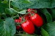 Tomato Seeds - Sheboygan - Alliance of Native Seedkeepers - Tomato