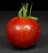 Tomato Seeds - Stupice - Alliance of Native Seedkeepers - Tomato