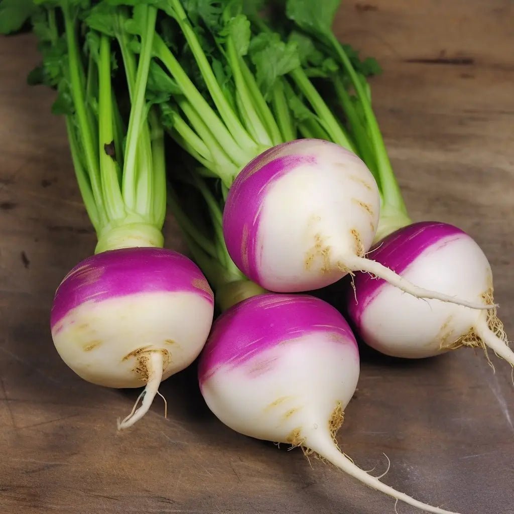 Turnip Seeds - Purple Top White Globe Turnip - Alliance of Native Seedkeepers - Vegetable Seeds