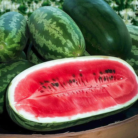 Light Coral Watermelon Seeds - Vining - Congo Alliance Of Native Seedkeepers Vegetable Seeds