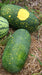 Watermelon Seeds -Moon and Stars - Alliance of Native Seedkeepers - 2. All Fruits