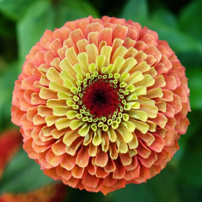Zinnia Seeds - Queen Lime Orange - Alliance of Native Seedkeepers - Zinnia