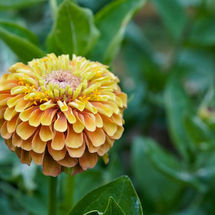 Zinnia Seeds - Queen Lime With Blush - Alliance of Native Seedkeepers - Zinnia