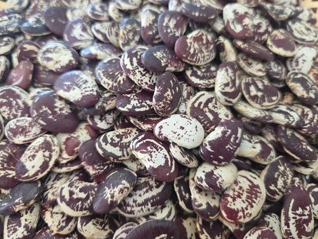 Large patterned Christmas lima beans and green pods