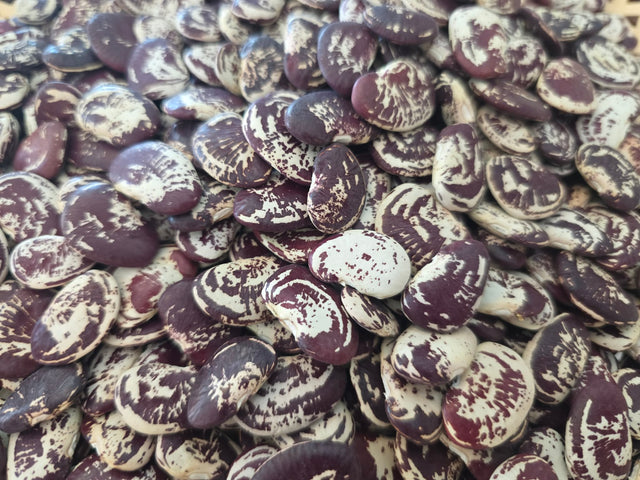 Large patterned Christmas lima beans and green pods