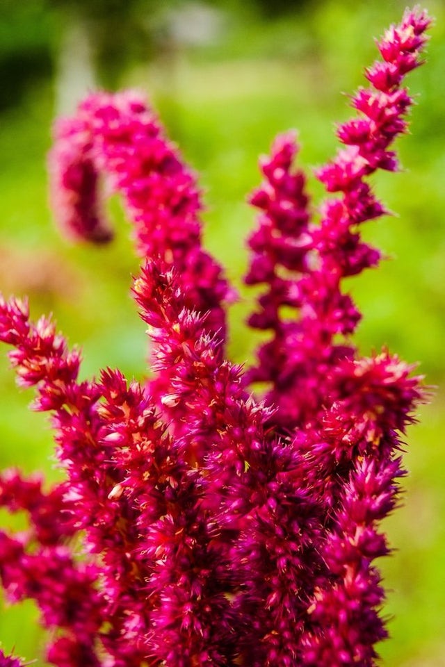 Deep red amaranth flower heads illustrating an ornamental and grain-type amaranth form.