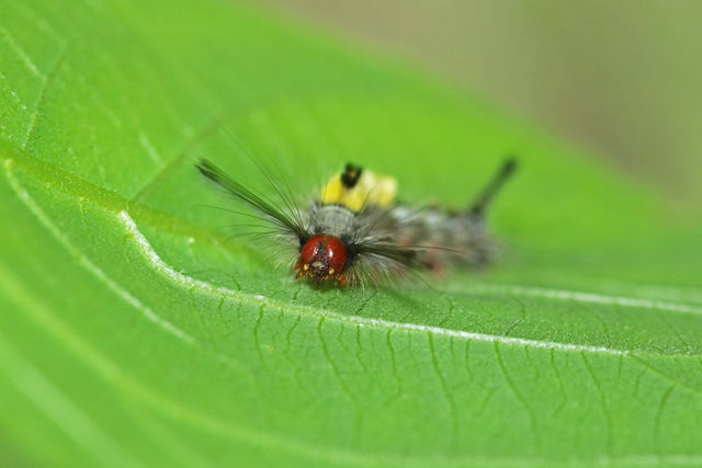 Small hairy caterpillar resting on a green leaf