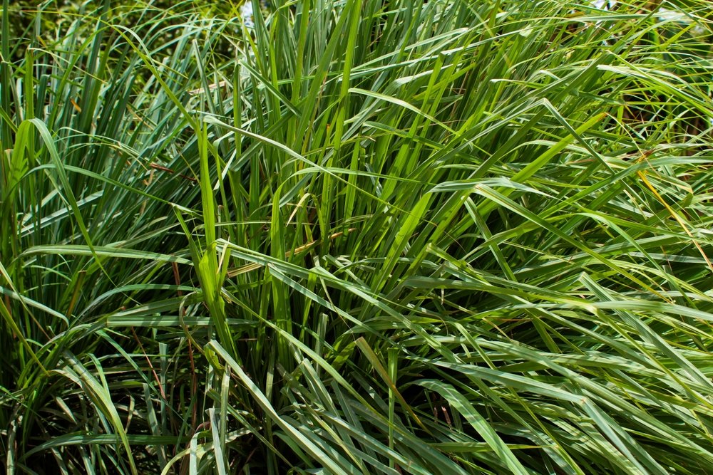 Dense mature clump of culinary lemongrass