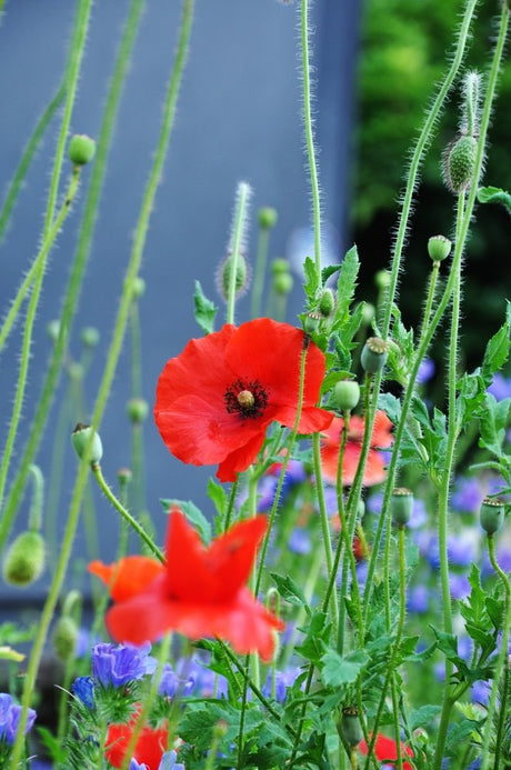Red poppies flowering among blue companion flowers