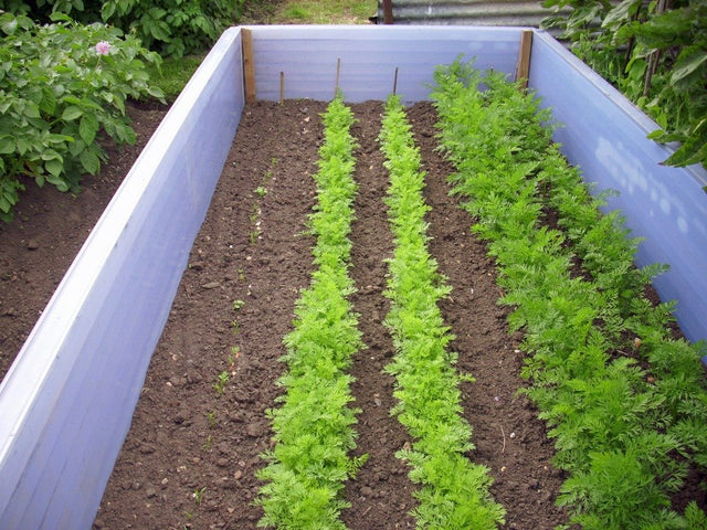 Carrot rows at several growth stages in the same garden bed