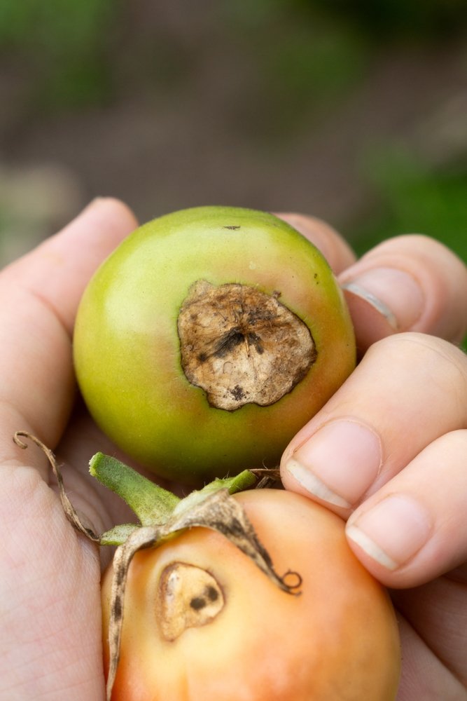 Tomatoes with dark sunken blossom-end rot lesions