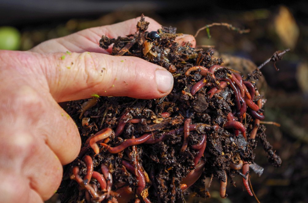 Hand lifting moist bedding filled with composting worms