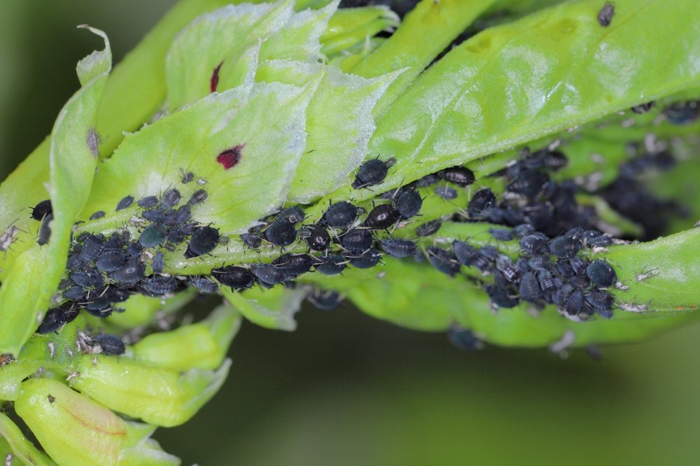 Black aphids clustered on tender green plant growth