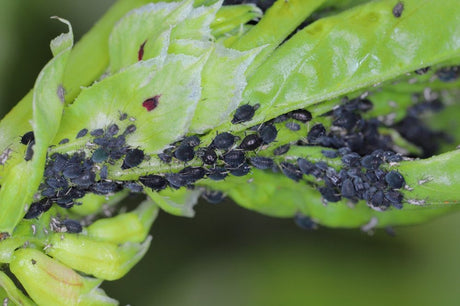 Black aphids clustered on tender green plant growth