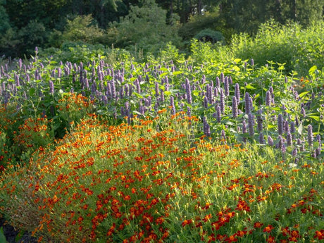 Mixed flowering habitat supporting beneficial insects and pollinators