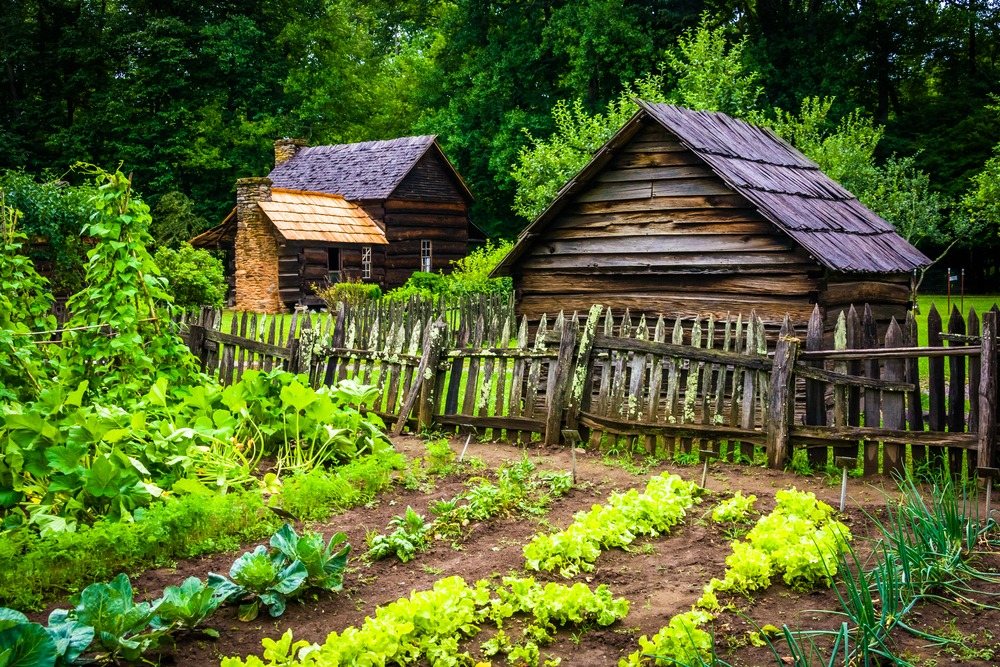 Historic mixed vegetable garden with multiple crops beside wooden buildings