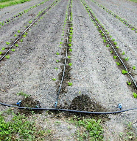 Rows of young vegetables watered by multiple drip irrigation lines