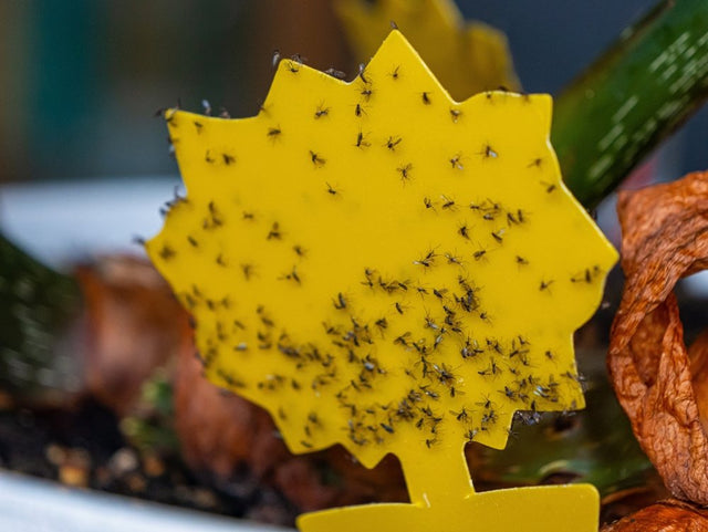 Yellow sticky card covered with adult fungus gnats beside a potted plant