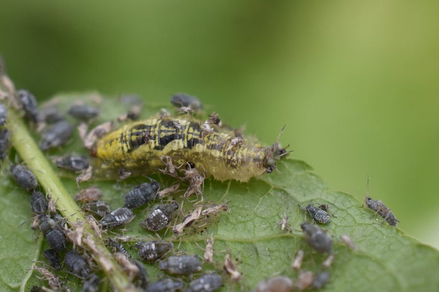 Predatory larva feeding among a colony of dark aphids on a green leaf