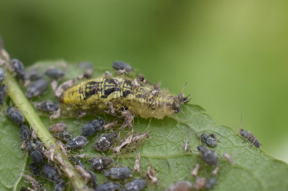 Predatory larva feeding among a colony of dark aphids on a green leaf