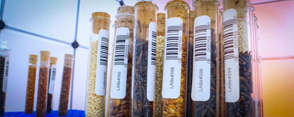 Labeled seed samples stored in laboratory tubes