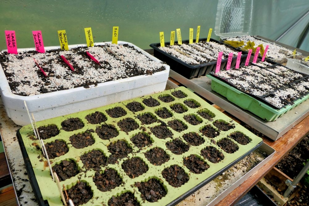 Multiple labeled seed trays arranged on a propagation bench