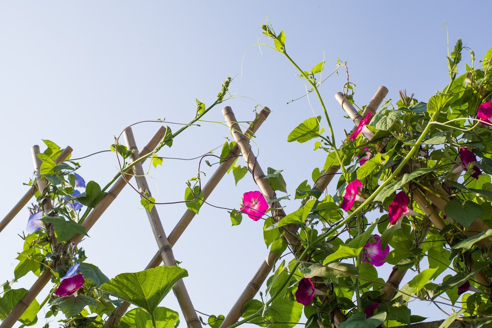 Pink and blue morning glory vines climbing a bamboo trellis