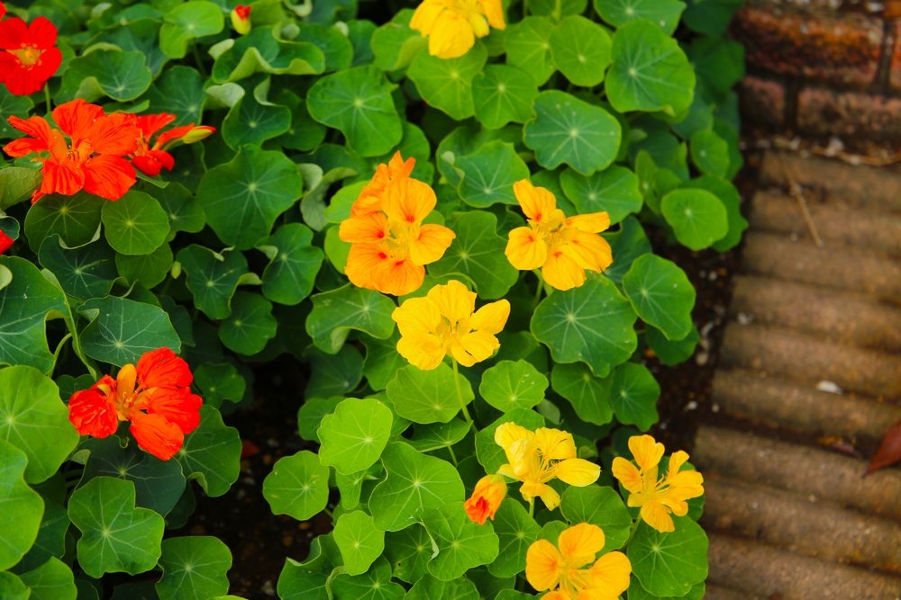 Orange and yellow nasturtium flowers growing among round green leaves