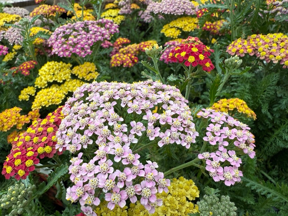 Pink, yellow, and red yarrow flower clusters in a dense garden planting