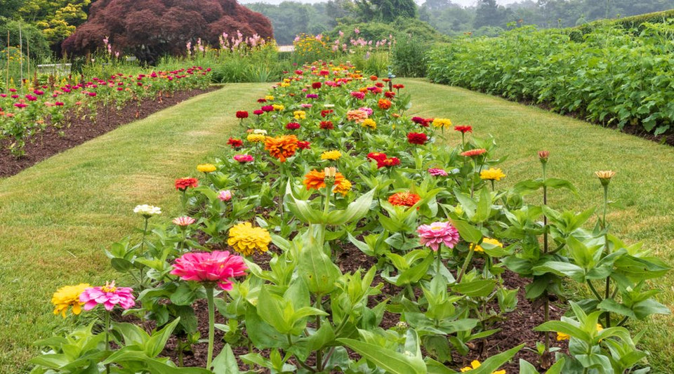 Rows of colorful zinnias flowering in a well-spaced cutting garden