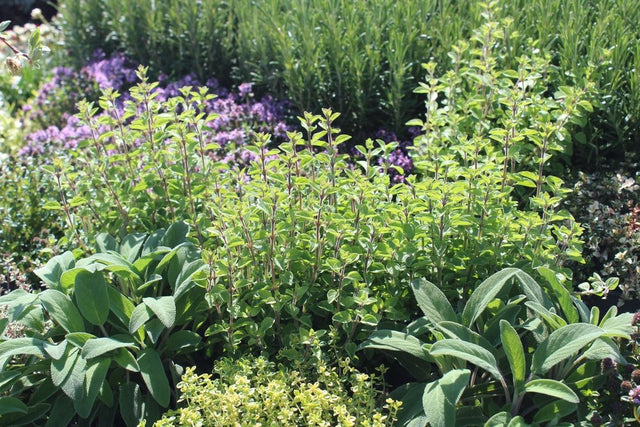 Mixed perennial herb garden with sage, oregano, thyme, and other herbs