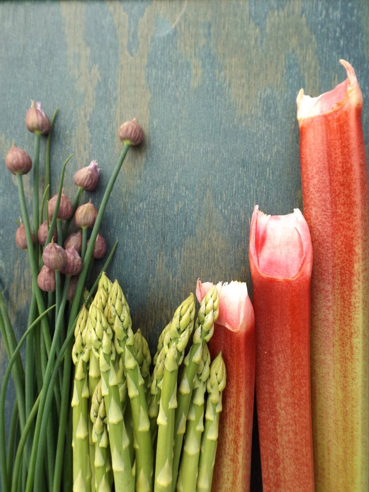 Rhubarb stalks, asparagus spears, and chive buds arranged as perennial foods