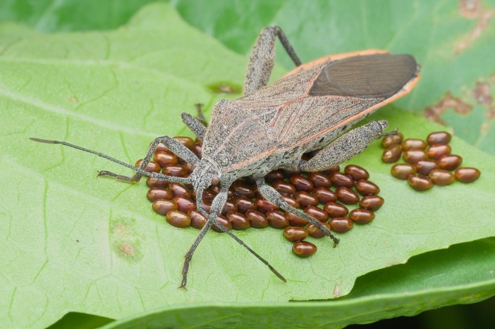 Adult squash bug standing over bronze egg clusters on a leaf