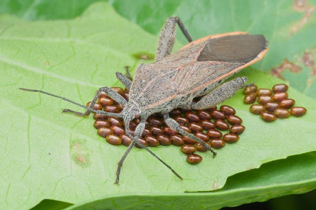 Adult squash bug standing over bronze egg clusters on a leaf
