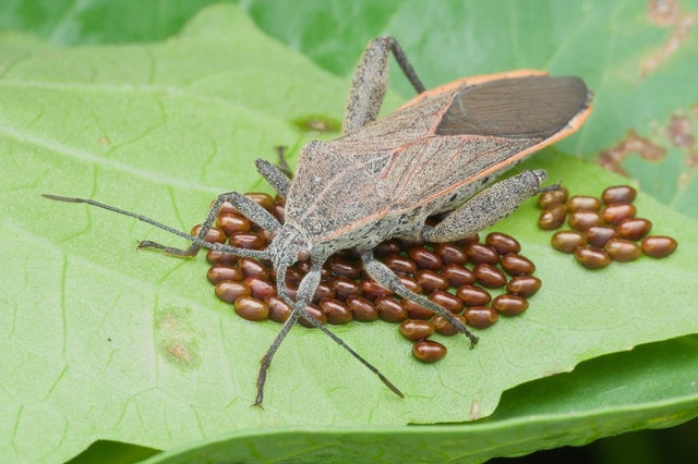 Adult squash bug standing over bronze egg clusters on a leaf