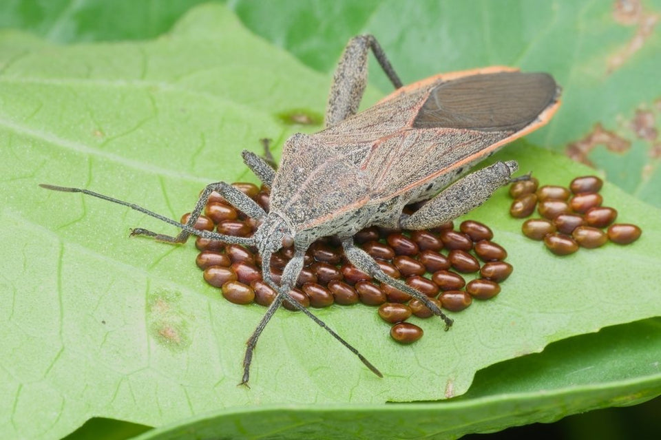 Adult squash bug standing over bronze egg clusters on a leaf
