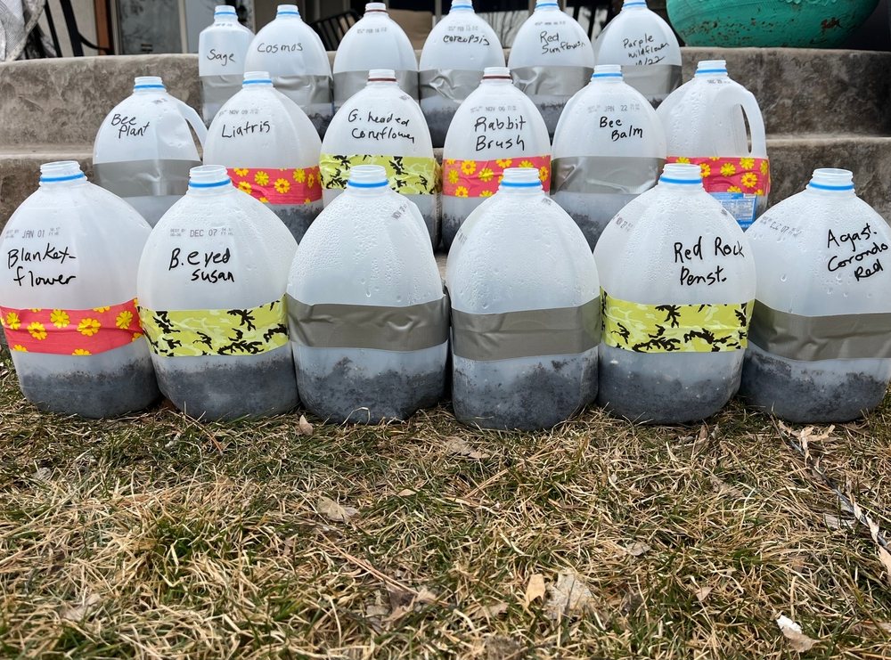Labeled translucent jugs prepared for winter sowing outdoors