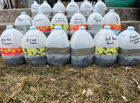 Labeled translucent jugs prepared for winter sowing outdoors