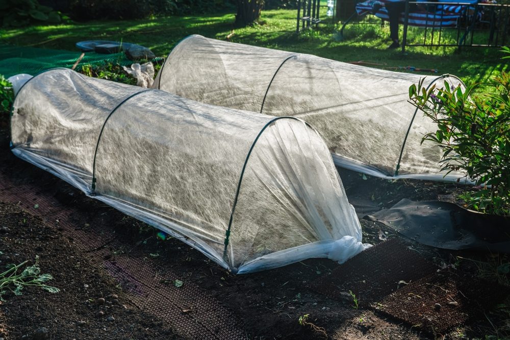 Vegetable beds protected by low tunnels and white row cover
