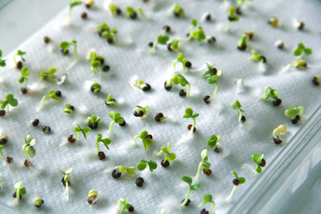 Seeds producing young normal seedlings on moist paper during a germination test