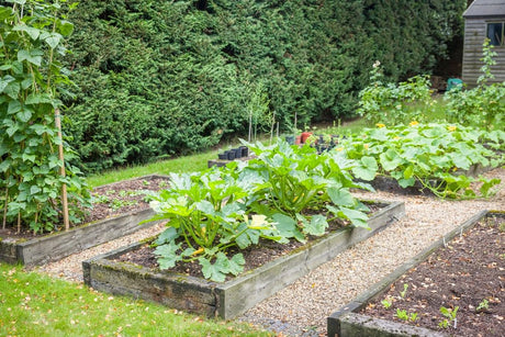 Productive raised vegetable beds with paths, trellised beans, squash, and other crops