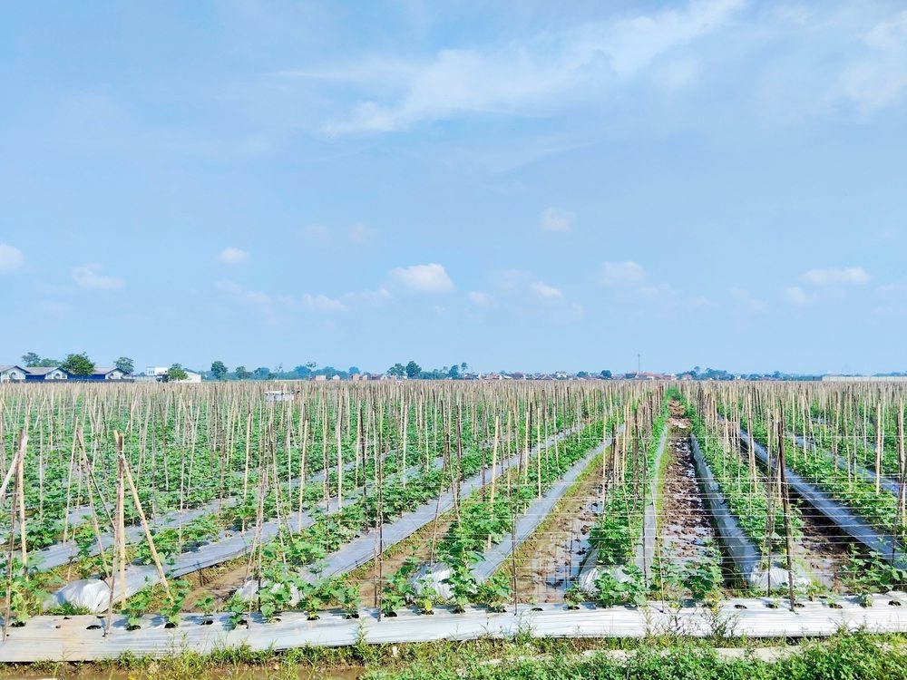 Long rows of vegetable crops trained on repeated field trellises