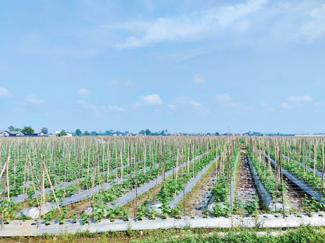 Long rows of vegetable crops trained on repeated field trellises