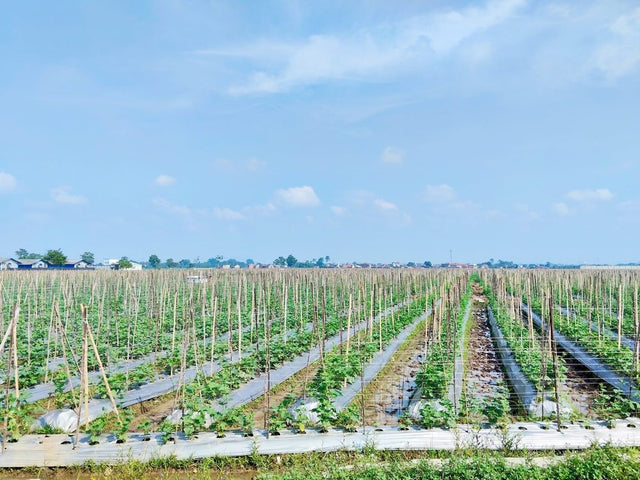 Long rows of vegetable crops trained on repeated field trellises