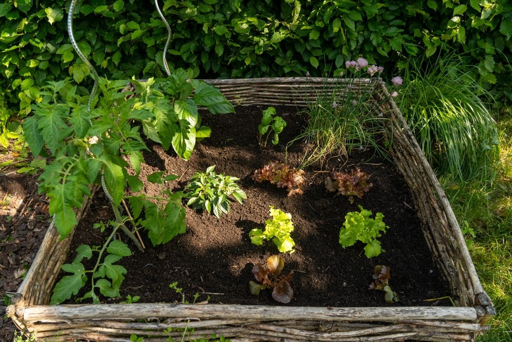 Small vegetable bed divided between direct sunlight and tree shade