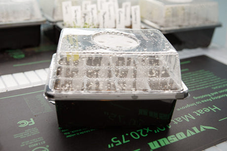 Covered seed tray resting on an electric seedling heat mat