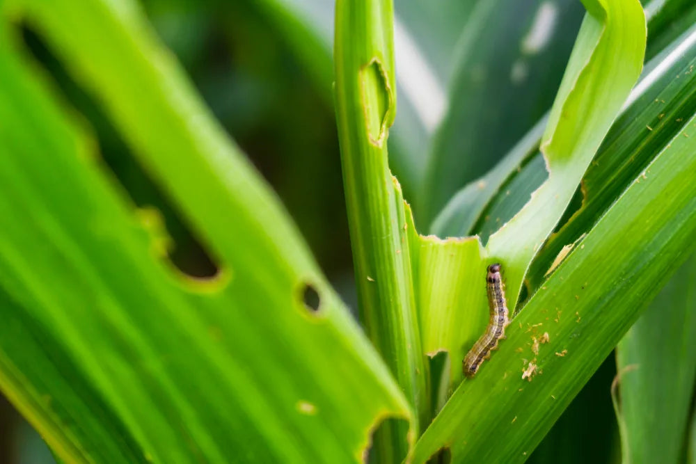 Insect damage visible on corn foliage